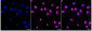 KD-Validated Anti-QKI Rabbit Monoclonal Antibody
