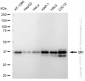 KD-Validated Anti-QKI Rabbit Monoclonal Antibody
