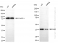KD-Validated Anti-QKI Rabbit Monoclonal Antibody