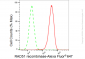 KD-Validated Anti-RAD51 recombinase Rabbit Monoclonal Antibody