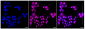 KD-Validated Anti-RAD51 recombinase Rabbit Monoclonal Antibody