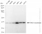 KD-Validated Anti-RAD51 recombinase Rabbit Monoclonal Antibody