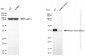 KD-Validated Anti-RAD51 recombinase Rabbit Monoclonal Antibody