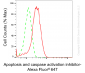 KD-Validated Anti-AVEN Rabbit Monoclonal Antibody