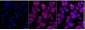KD-Validated Anti-AVEN Rabbit Monoclonal Antibody