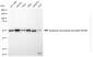 KD-Validated Anti-AVEN Rabbit Monoclonal Antibody
