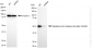KD-Validated Anti-AVEN Rabbit Monoclonal Antibody