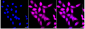 KD-Validated Anti-Spermine synthase Rabbit Monoclonal Antibody