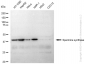 KD-Validated Anti-Spermine synthase Rabbit Monoclonal Antibody
