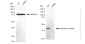 KD-Validated Anti-Spermine synthase Rabbit Monoclonal Antibody