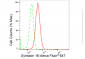 KD-Validated Anti-Syntaxin 16 Rabbit Monoclonal Antibody