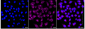 KD-Validated Anti-Syntaxin 16 Rabbit Monoclonal Antibody