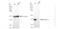 KD-Validated Anti-Syntaxin 16 Rabbit Monoclonal Antibody