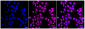 KD-Validated Anti-Nesprin3 Rabbit Monoclonal Antibody
