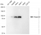 KD-Validated Anti-Nesprin3 Rabbit Monoclonal Antibody