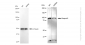 KD-Validated Anti-Nesprin3 Rabbit Monoclonal Antibody