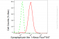 KD-Validated Anti-Synaptophysin like 1 Rabbit Monoclonal Antibody