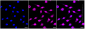KD-Validated Anti-Synaptophysin like 1 Rabbit Monoclonal Antibody