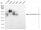 KD-Validated Anti-Synaptophysin like 1 Rabbit Monoclonal Antibody
