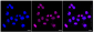 KD-Validated Anti-Tribbles pseudokinase 3 Rabbit Monoclonal Antibody