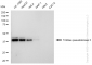 KD-Validated Anti-Tribbles pseudokinase 3 Rabbit Monoclonal Antibody