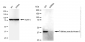 KD-Validated Anti-Tribbles pseudokinase 3 Rabbit Monoclonal Antibody