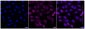 KD-Validated Anti-Thyroid hormone receptor interactor 10 Rabbit Monoclonal Antibody