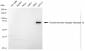 KD-Validated Anti-Thyroid hormone receptor interactor 10 Rabbit Monoclonal Antibody
