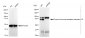 KD-Validated Anti-Thyroid hormone receptor interactor 10 Rabbit Monoclonal Antibody