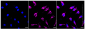 KD-Validated Anti-TSFM Rabbit Monoclonal Antibody