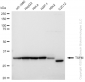KD-Validated Anti-TSFM Rabbit Monoclonal Antibody