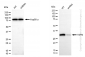 KD-Validated Anti-TSFM Rabbit Monoclonal Antibody
