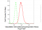 KD-Validated Anti-Vasodilator stimulated phosphoprotein Rabbit Monoclonal Antibody