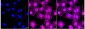 KD-Validated Anti-Vasodilator stimulated phosphoprotein Rabbit Monoclonal Antibody