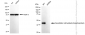 KD-Validated Anti-Vasodilator stimulated phosphoprotein Rabbit Monoclonal Antibody