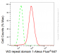 KD-Validated Anti-WD repeat domain 1 Rabbit Monoclonal Antibody
