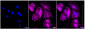 KD-Validated Anti-WD repeat domain 1 Rabbit Monoclonal Antibody