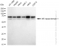 KD-Validated Anti-WD repeat domain 1 Rabbit Monoclonal Antibody
