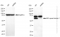 KD-Validated Anti-WD repeat domain 1 Rabbit Monoclonal Antibody