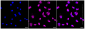 KD-Validated Anti-TAR DNA binding protein Rabbit Monoclonal Antibody