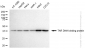 KD-Validated Anti-TAR DNA binding protein Rabbit Monoclonal Antibody