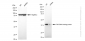 KD-Validated Anti-TAR DNA binding protein Rabbit Monoclonal Antibody
