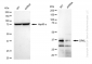 KD-Validated Anti-CRKL Rabbit Monoclonal Antibody