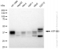 KD-Validated Anti-ATP1B3 Rabbit Monoclonal Antibody