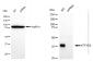 KD-Validated Anti-ATP1B3 Rabbit Monoclonal Antibody