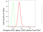 KD-Validated Anti-Phospho-PKC alpha (T497) Rabbit Monoclonal Antibody