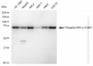 KD-Validated Anti-Phospho-PKC alpha (T497) Rabbit Monoclonal Antibody