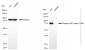 KD-Validated Anti-Phospho-PKC alpha (T497) Rabbit Monoclonal Antibody