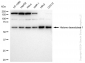 KD-Validated Anti-Histone deacetylase 1 Rabbit Monoclonal Antibody