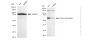 KD-Validated Anti-Histone deacetylase 1 Rabbit Monoclonal Antibody